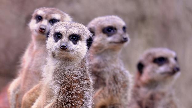 attention - meercats